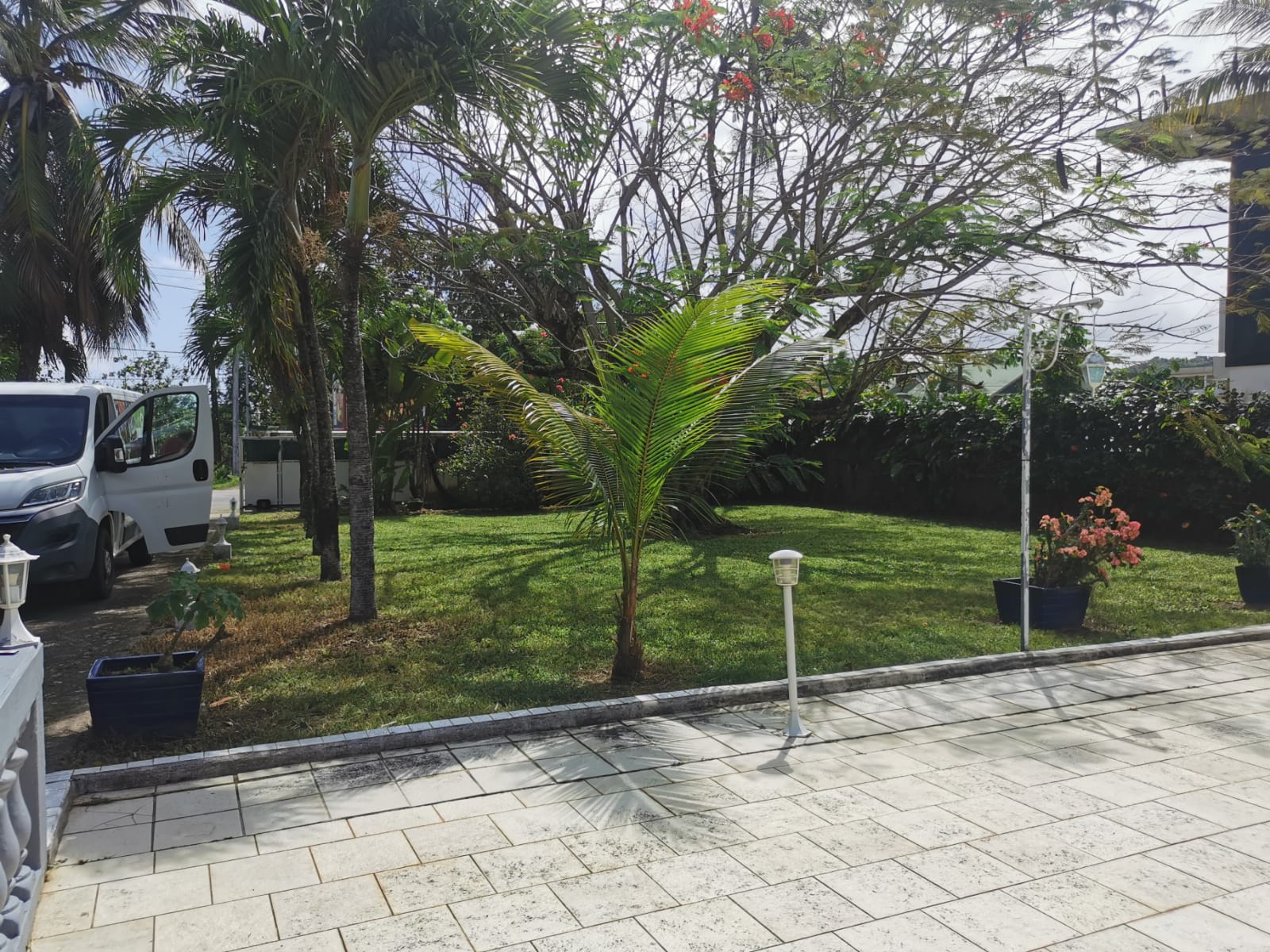 Peti palmier chez un clien de SVU Jardinage avec un jardini entretenu par nos jardniers paysagistes
